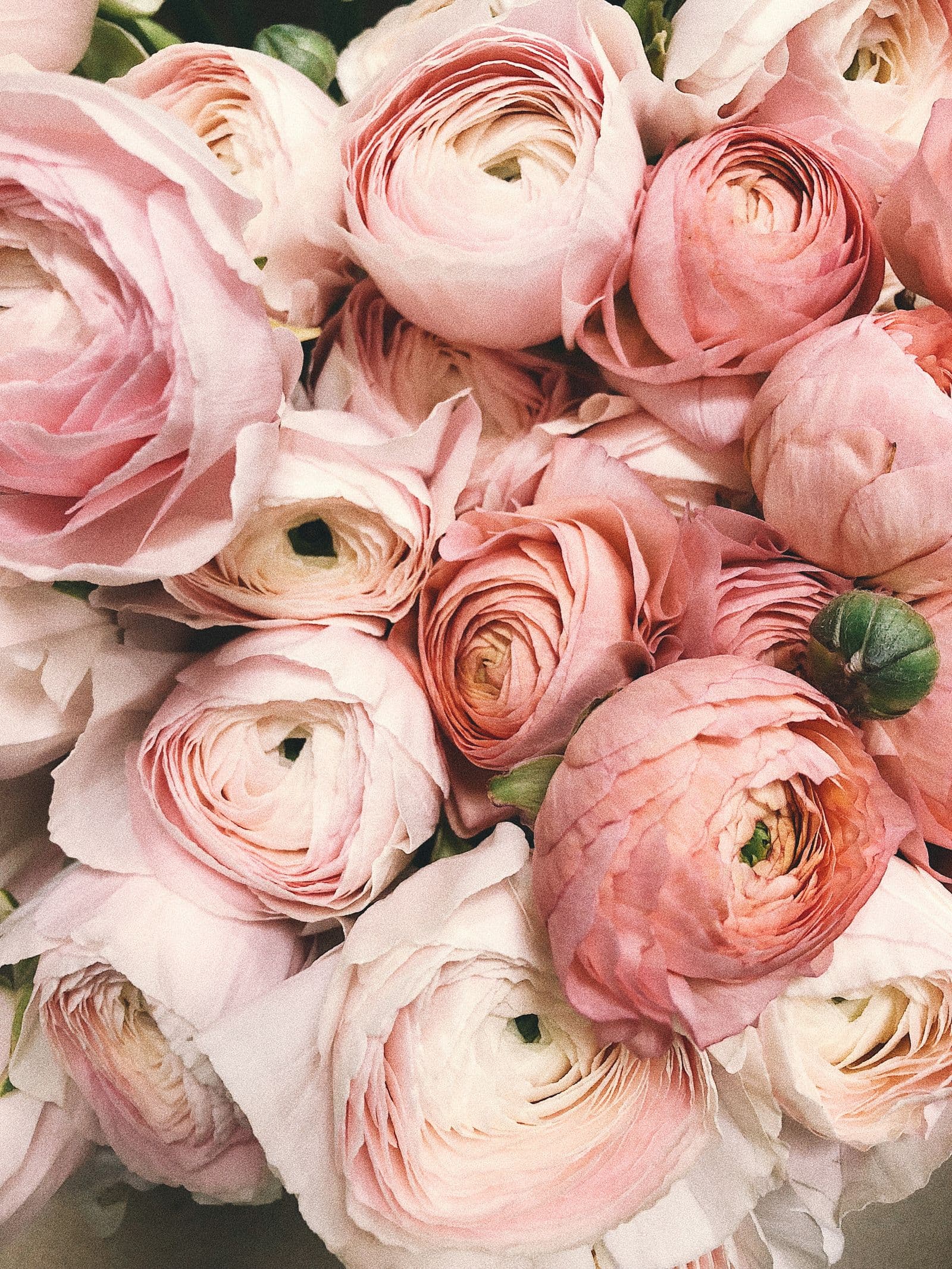 Close-up of soft pink and blush ranunculus blooms filling the frame